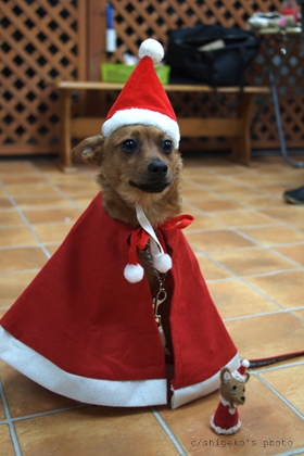 羊毛フェルトDog教室 第三弾<サンタさん>_e0191026_23482210.jpg