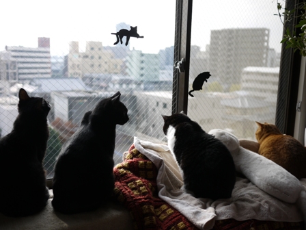ひなたぼっこ猫 空しぇるのぇるろった編。_a0143140_22435585.jpg
