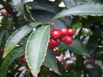c0205840_1346516.jpg