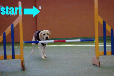 a0142343_12514577.gif