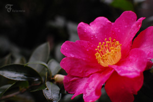 12月募金実績です。_d0227246_18182675.jpg