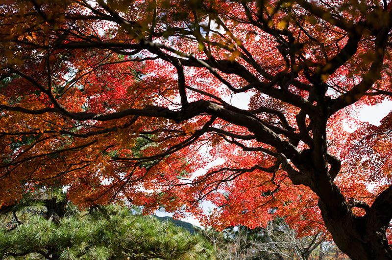 ◆八坂神社・円山公園_b0023047_4343836.jpg