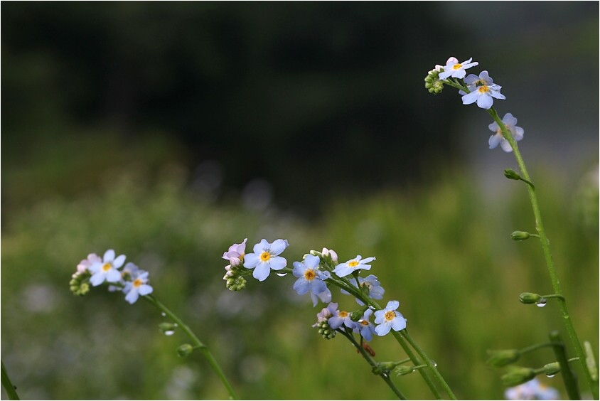 想い出の野草散策から　－20ー_e0091347_21351499.jpg