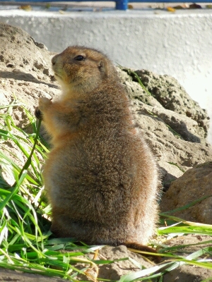 動物公園2_b0114666_1503015.jpg