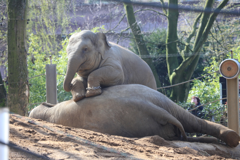 アントワープ動物園_c0187779_1121621.jpg