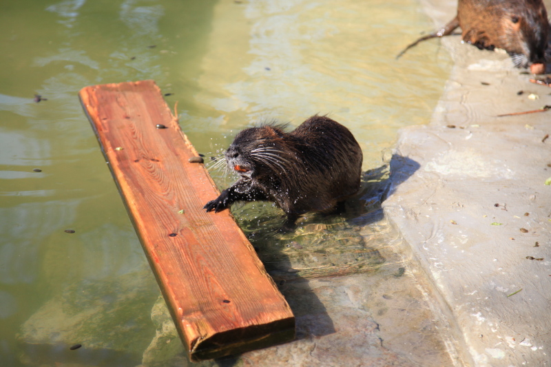 アントワープ動物園_c0187779_3323358.jpg
