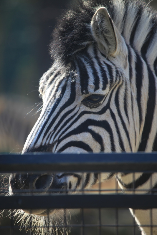 アントワープ動物園_c0187779_4495561.jpg