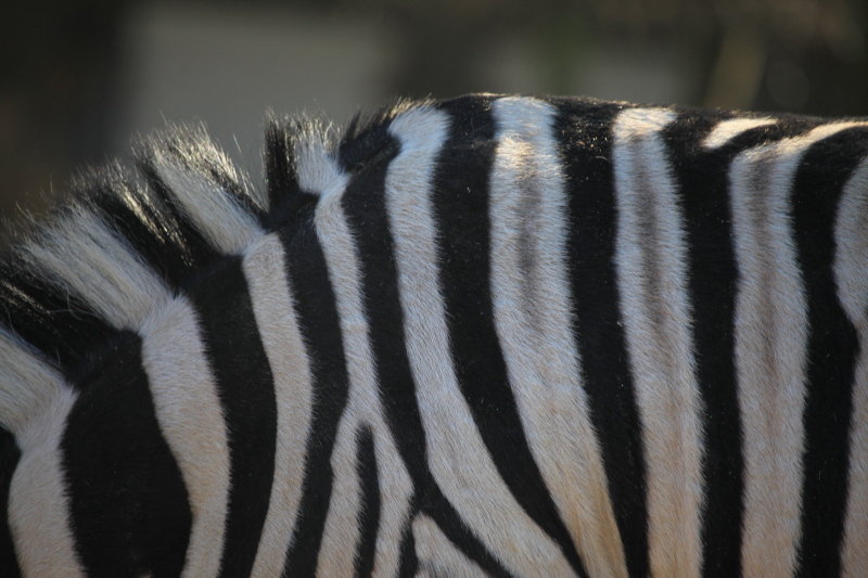 アントワープ動物園_c0187779_456301.jpg