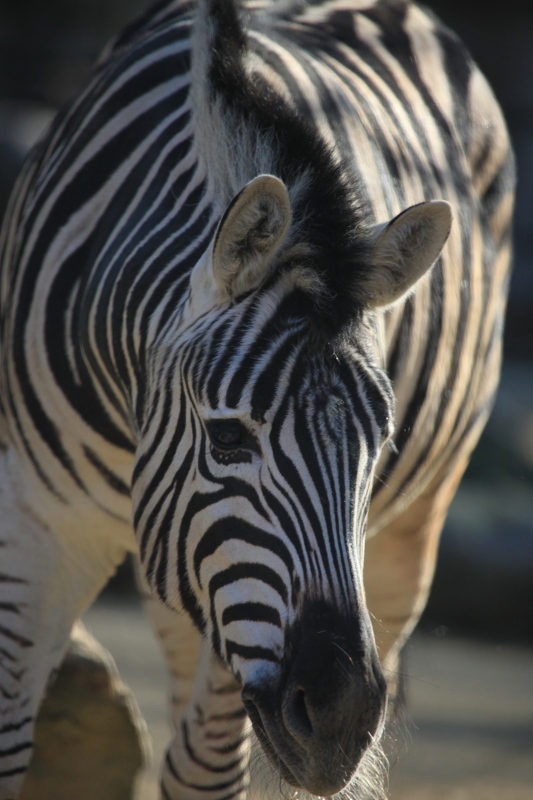 アントワープ動物園_c0187779_456458.jpg