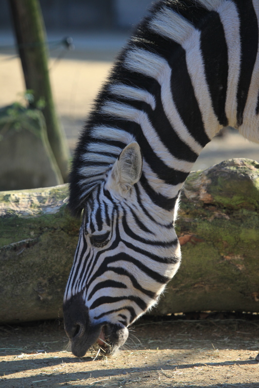 アントワープ動物園_c0187779_456463.jpg