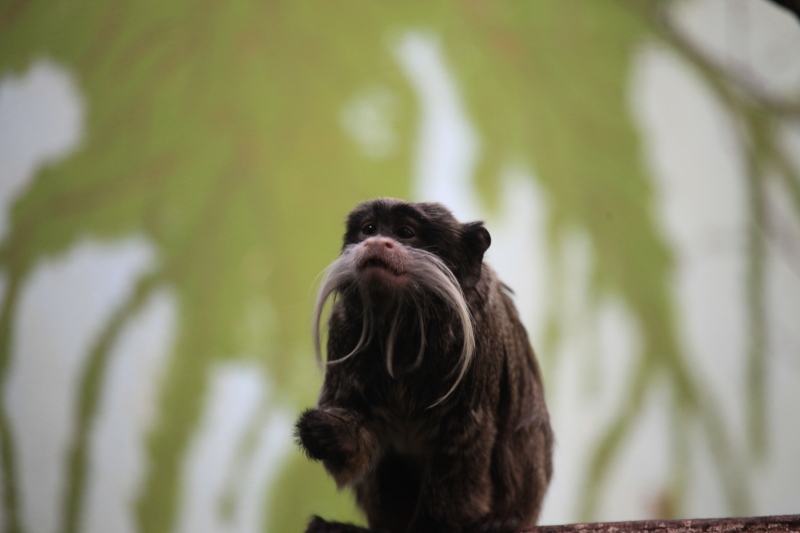 アントワープ動物園_c0187779_5133372.jpg