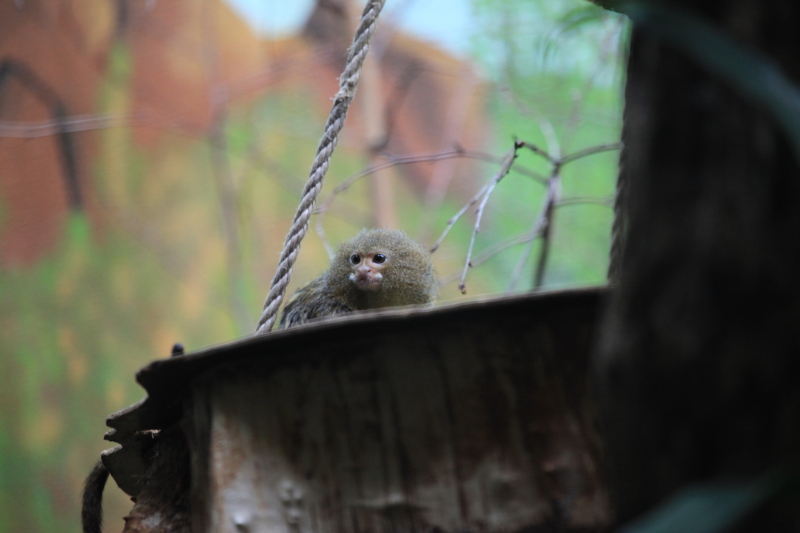 アントワープ動物園_c0187779_514635.jpg