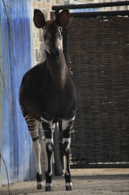 アントワープ動物園_c0187779_515584.jpg