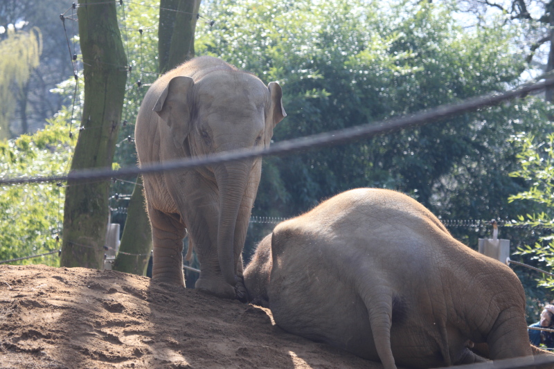 アントワープ動物園_c0187779_517204.jpg