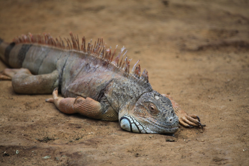 アントワープ動物園_c0187779_51956.jpg