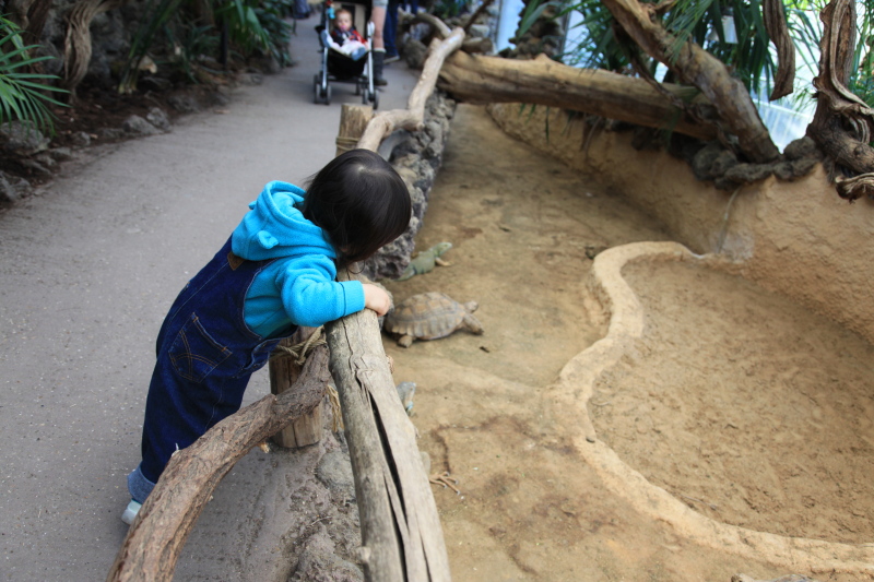 アントワープ動物園_c0187779_523647.jpg