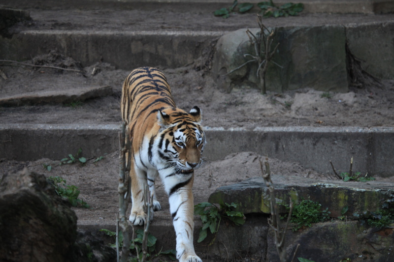 アントワープ動物園_c0187779_581976.jpg