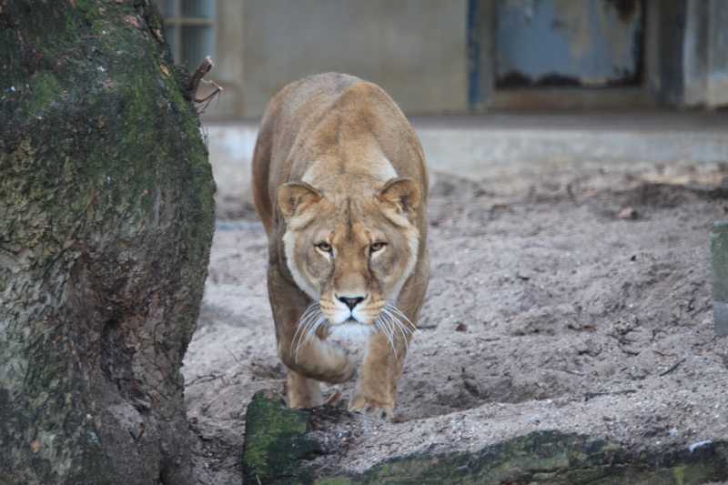 アントワープ動物園_c0187779_59612.jpg