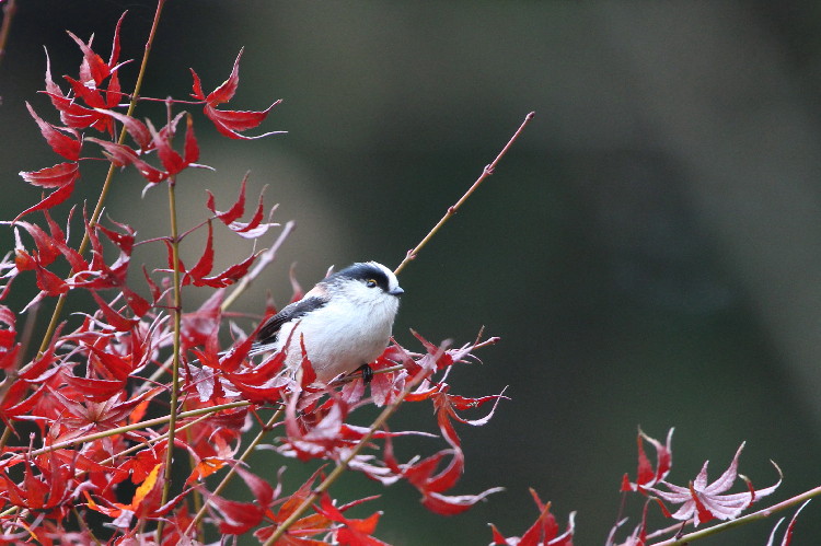 紅葉エナガ_c0097781_20321598.jpg