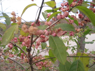 e0248581_1018109.jpg