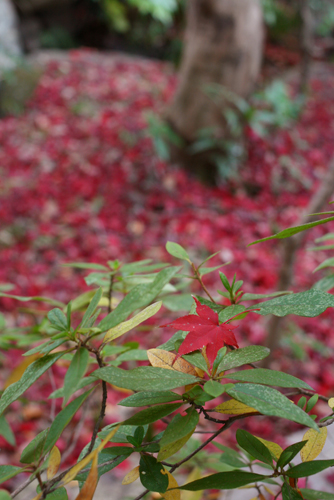 紅葉を見に深大寺へ　（２）_b0096620_23563.jpg