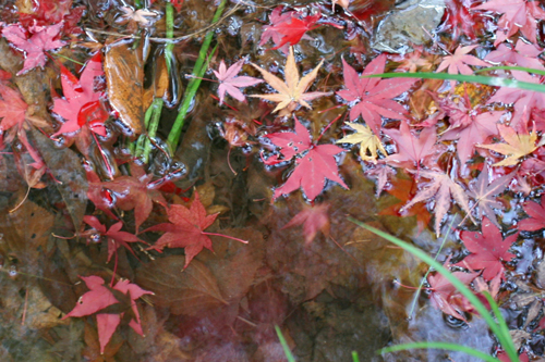 紅葉を見に深大寺へ　（２）_b0096620_2364787.jpg