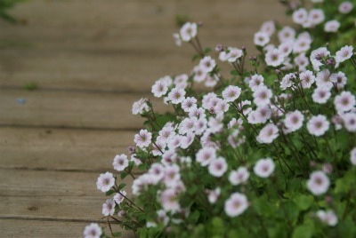 f0170524_14111221.jpg