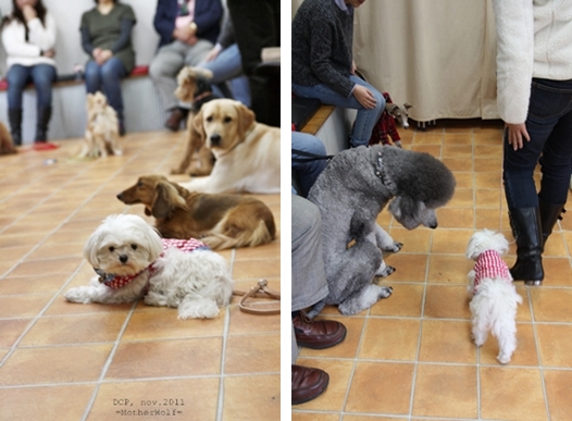 Dog コミュニケーション Party 2011年11月_e0191026_22383164.jpg