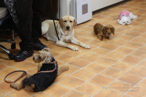 Dog コミュニケーション Party 2011年11月_e0191026_2238514.jpg