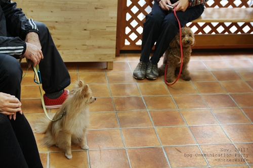 Dog コミュニケーション Party 2011年11月_e0191026_22453728.jpg