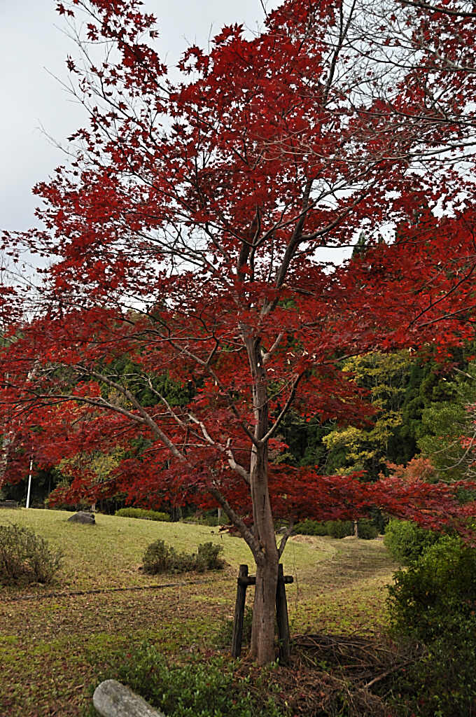 名残惜しい紅葉_b0129533_12115483.jpg