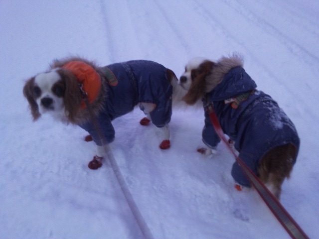 フカフカの雪_e0145441_20361640.jpg