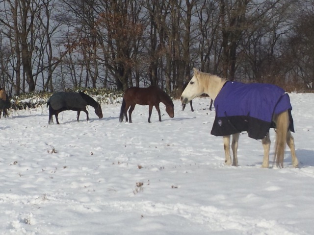 フカフカの雪_e0145441_2038753.jpg