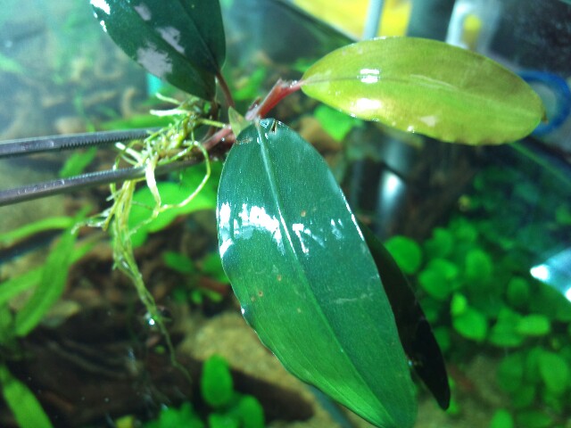 Bucephalandra sp 