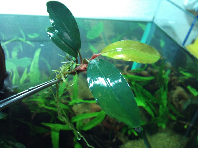 Bucephalandra sp 
