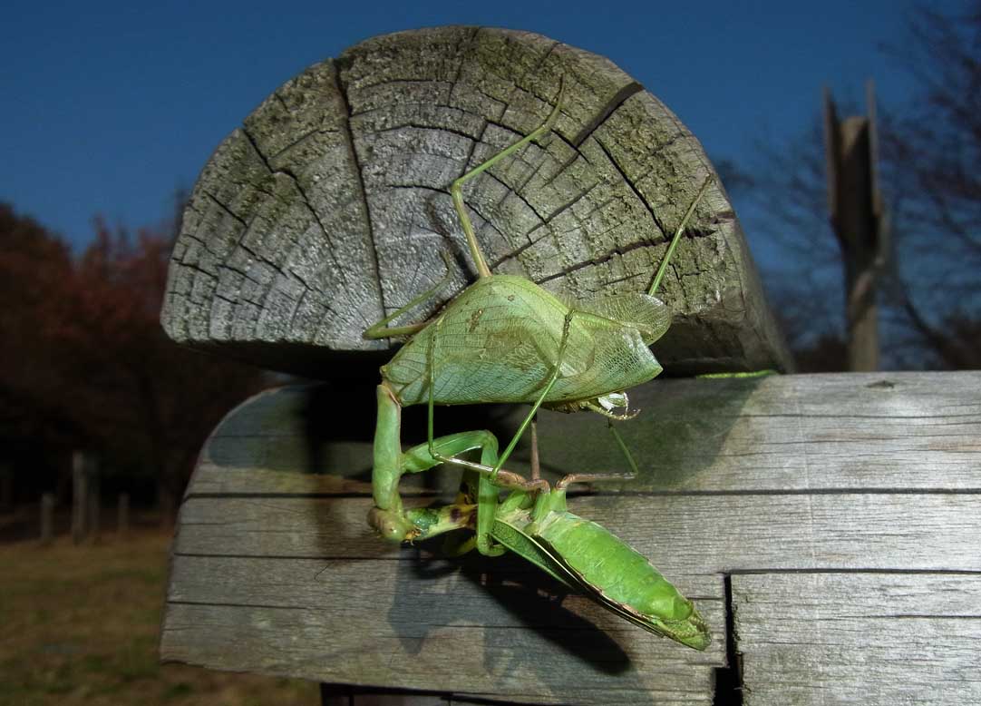 晩秋のカマキリたち 公園昆虫記 晩秋のカマキリたち 公園昆虫記