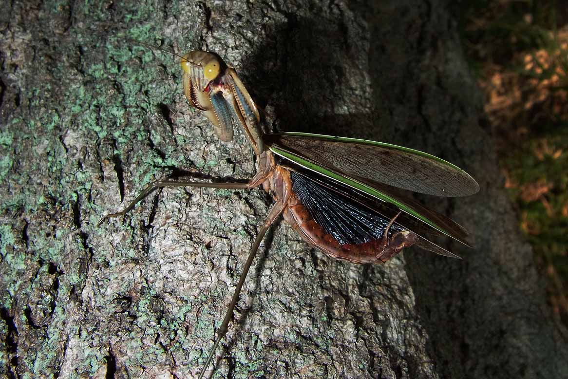 晩秋のカマキリたち 公園昆虫記 晩秋のカマキリたち 公園昆虫記