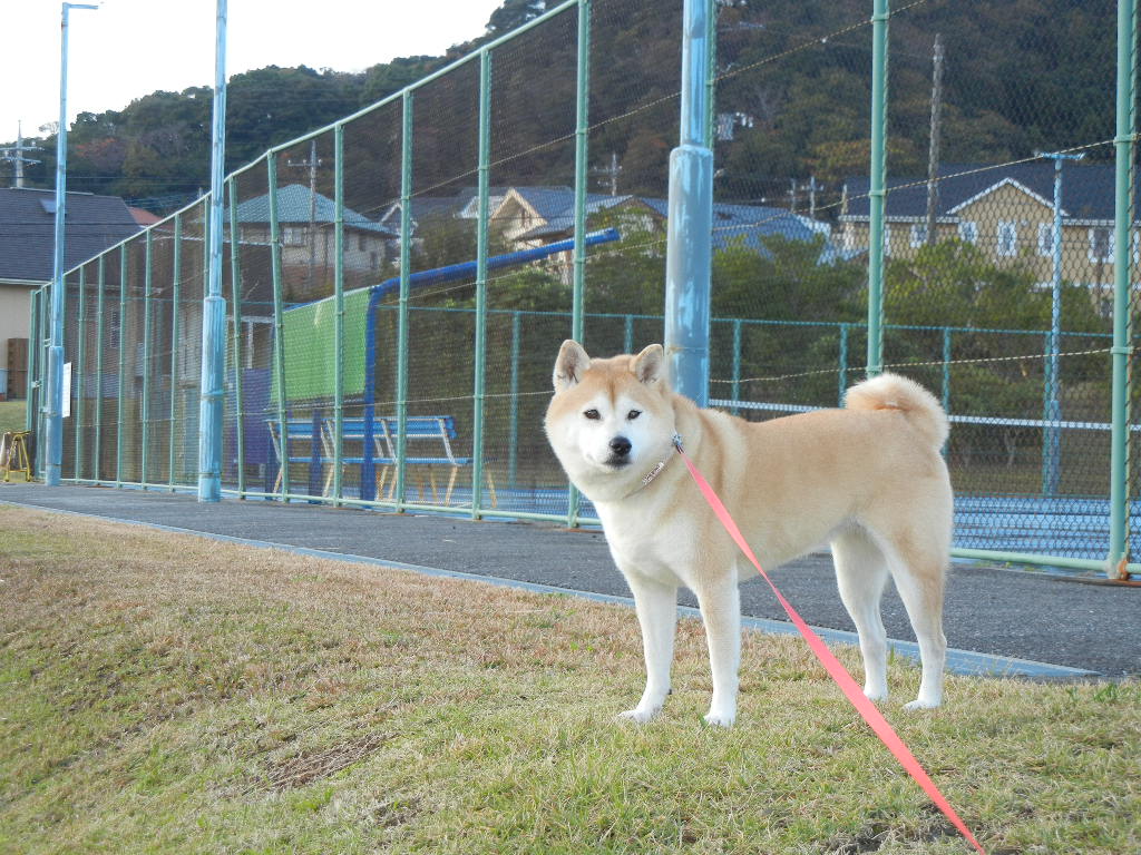 2011年12月13日(火)愛ちゃんの8歳の誕生日!_f0060461_15447100.jpg