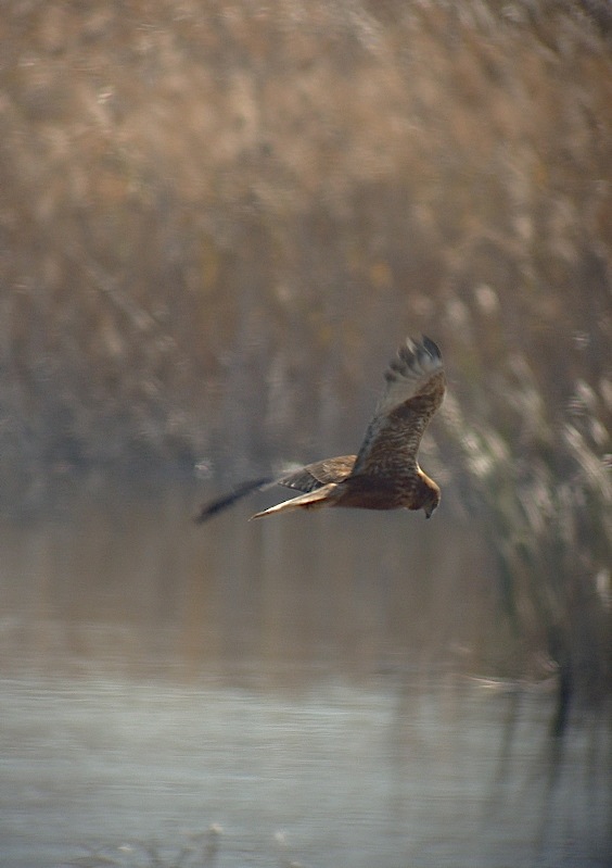 葦原の野鳥達_e0015377_20572761.jpg