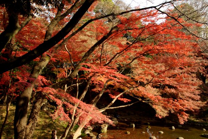 晩秋の東京・小石川後楽園　2_b0093088_106759.jpg