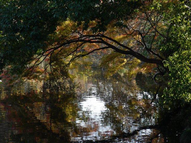 京都とはまた違う秋、新宿御苑の紅葉を見てきました_b0175688_98373.jpg