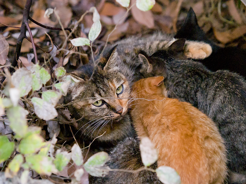 広島の猫#1065_c0191394_79822.jpg