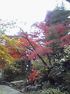 紅葉の高幡不動_e0040804_6242848.jpg