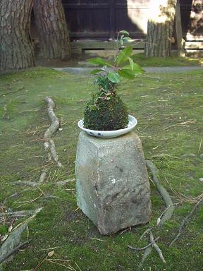 苔玉のつぶやき?_e0135219_14542854.jpg