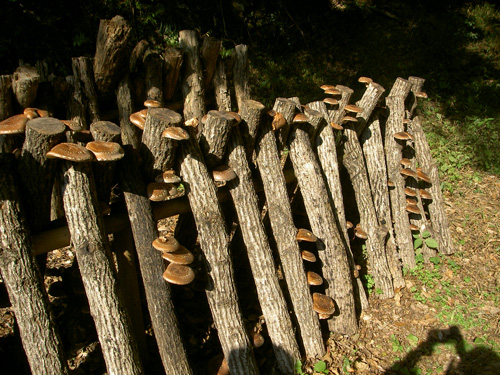 c0194522_16175585.jpg