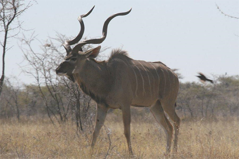 SLOW \"kudu 3 hold wallet\" ご紹介_f0191324_11453536.jpg