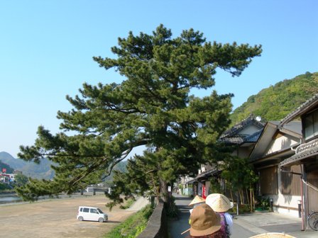 柏坂から津島、宇和島、三間町まで_f0213825_9183447.jpg