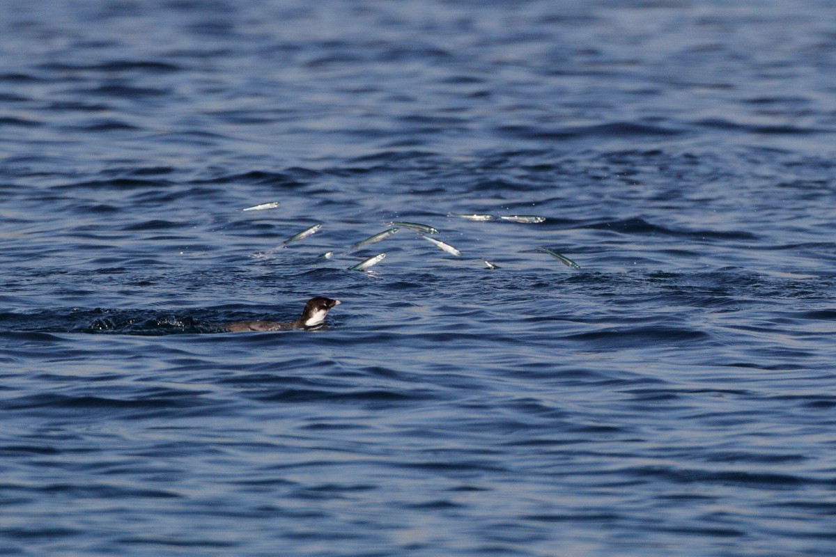 魚と鳥．．．海から見ると_c0148230_1805593.jpg