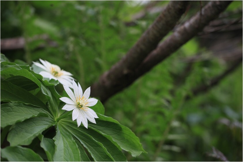 想い出の野草散策から　－21ー_e0091347_17334363.jpg