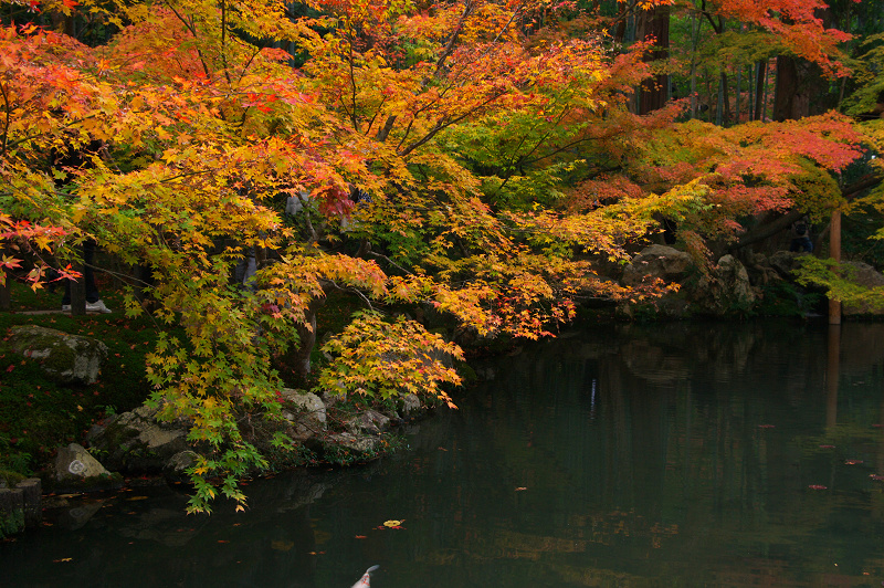 彩り・天授庵・後編（南禅寺塔頭）_f0155048_23522452.jpg